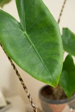 Alocasia zebrina - Tijgerplant