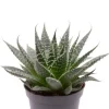 Aloe Aristata - Stekje