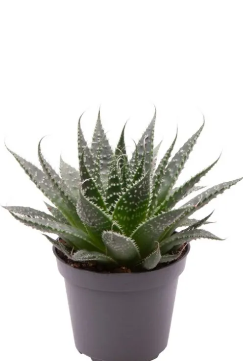 Aloe Aristata - Stekje