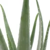 Aloe vera - Wonderplant