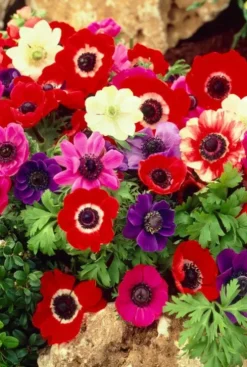 Anemone De Cean mix - 50 bollen