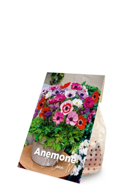 Anemone De Cean mix - 50 bollen