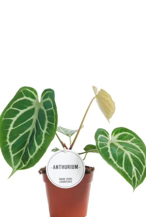 Anthurium Crystallinum