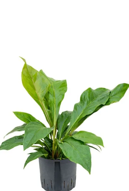 Anthurium jungle bush - Flamingoplant