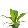 Anthurium jungle bush - Flamingoplant