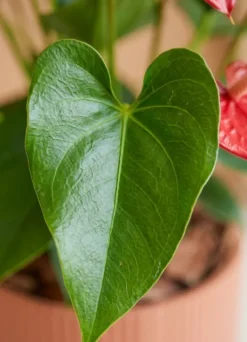 Anthurium rode bloem - Flamingoplant