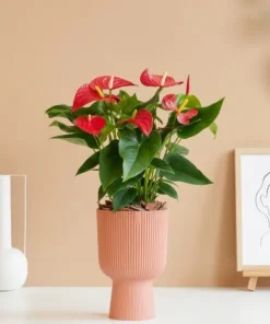 Anthurium rode bloem - Flamingoplant