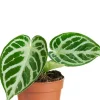 Anthurium Silver Blush - Flamingoplant