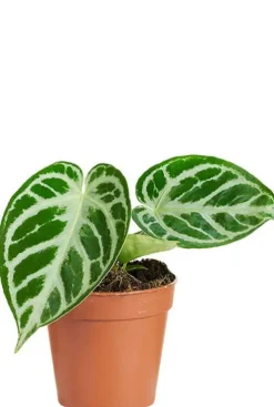 Anthurium Silver Blush - Flamingoplant