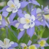 Aquilegia caer. 'Sp. magic Blue & White' - Akelei