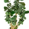 Aralia Fabian - Polyscias