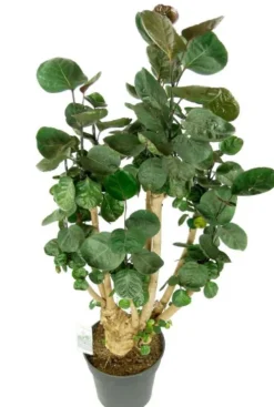 Aralia Fabian - Polyscias