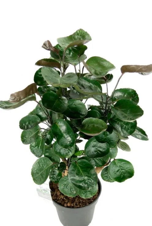 Aralia Fabian - Polyscias