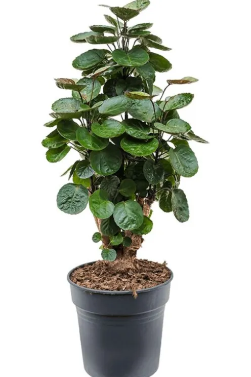 Aralia Fabian - Polyscias