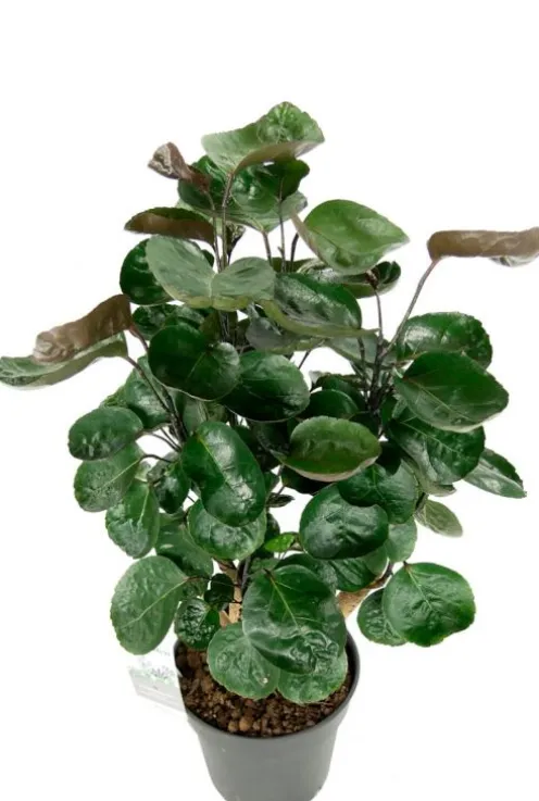 Aralia Fabian - Polyscias