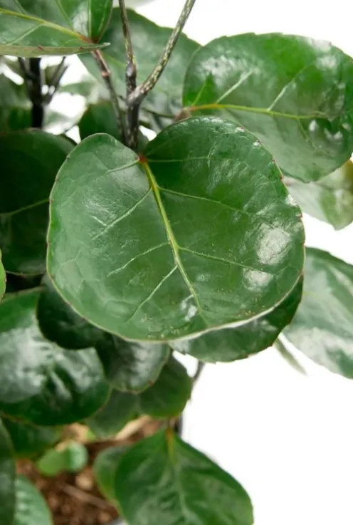 Aralia Fabian - Polyscias