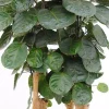 Aralia Fabian - Polyscias