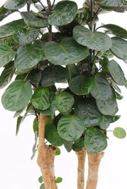 Aralia Fabian - Polyscias