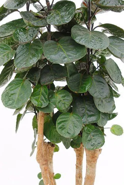 Aralia Fabian - Polyscias