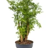 Aralia Ming - Polyscias