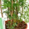 Aralia Ming - Polyscias