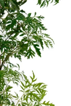 Aralia Ming - Polyscias