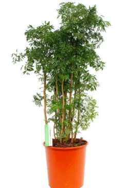 Aralia Ming - Polyscias