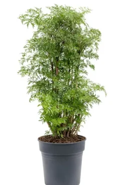 Aralia Ming - Polyscias