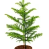 Araucaria Heterophylla - Kamerden