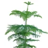 Araucaria Heterophylla - Kamerden
