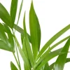 Areca Dypsis Lutescens - Goudpalm