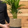 Areca - Goudpalm