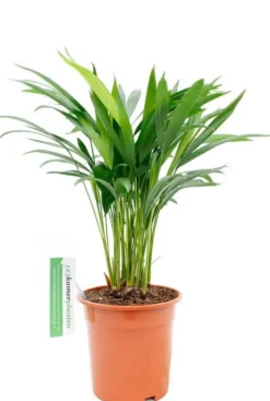 Areca - Goudpalm