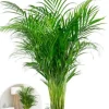 Areca - Goudpalm