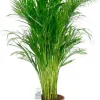 Areca - Goudpalm