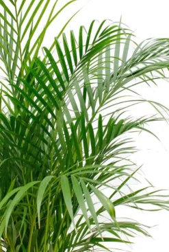 Areca - Goudpalm