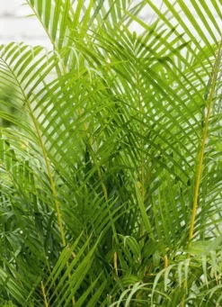 Areca - Goudpalm