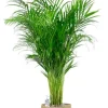 Areca in jute mand