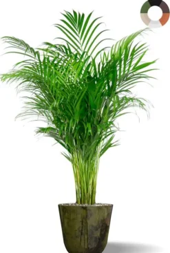 Areca in sierpot
