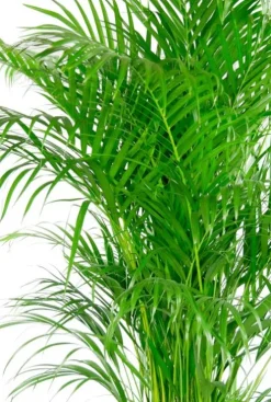 Areca palm in mand