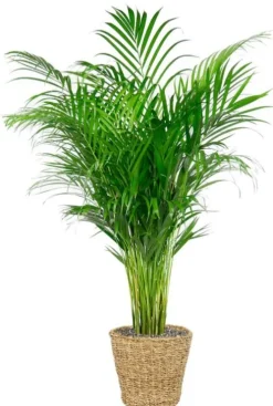 Areca palm in mand