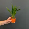 Areca - Stekje