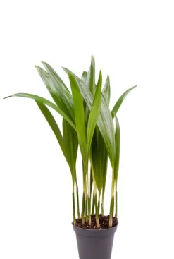 Areca - Stekje