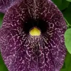 Aristolochia Macrophylla - Pijpbloem