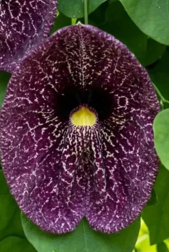 Aristolochia Macrophylla - Pijpbloem