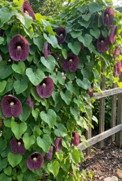 Aristolochia Macrophylla - Pijpbloem