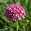 Armeria maritima Abbey Deep Rose - Zeekraalplant