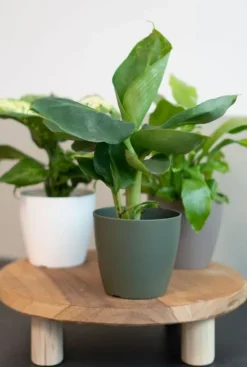 Artevasi San Remo Pot - groen