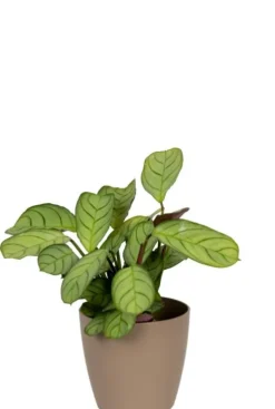 Artevasi San Remo Pot - taupe