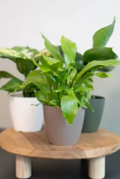 Artevasi San Remo Pot - taupe